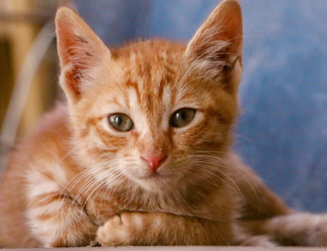 Gatos: modelo natural clave para el estudio de la demencia humana